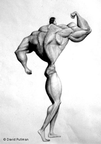 arnold s