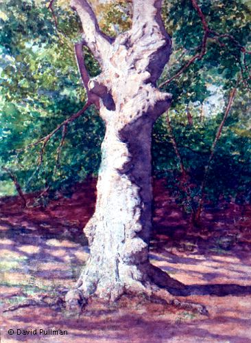 european birch tree-wc